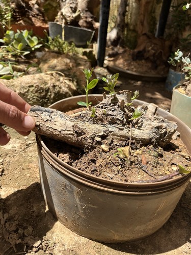 Olive bonsai mediterranean - olive,