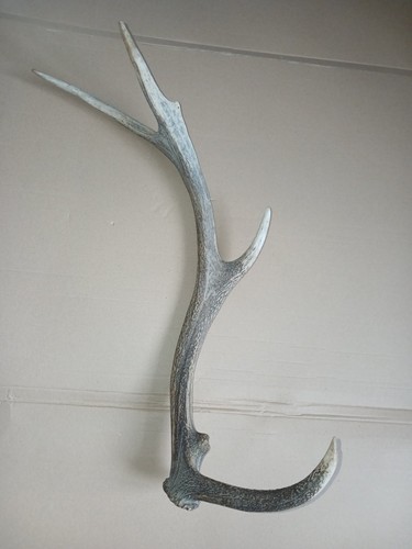 Large red deer stag - red, antler