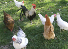 12 x Mixed Breed (tested )