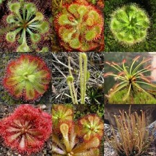 DROSERA IN MIX - 20 seeds of