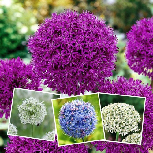 Allium bulbs collection - allium,