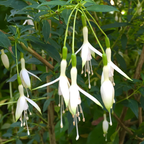 Fuchsia hawkshead white bell - 'hawkshead',