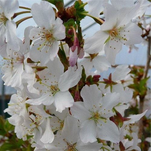 Prunus brilliant plant - prunus,