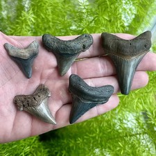 Lot of 5 Angustidens Shark Teeth - Summerville, SC - Fossils