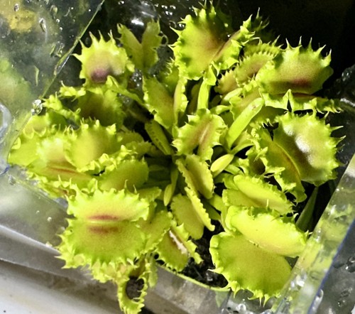Dionea muscipla venus - muscipla,