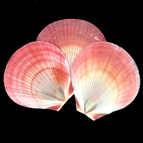 Harvest moon pink - 3x,
