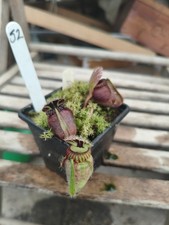 Cephalotus Dudley Watts