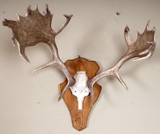 Beautiful Fallow Deer Antlers