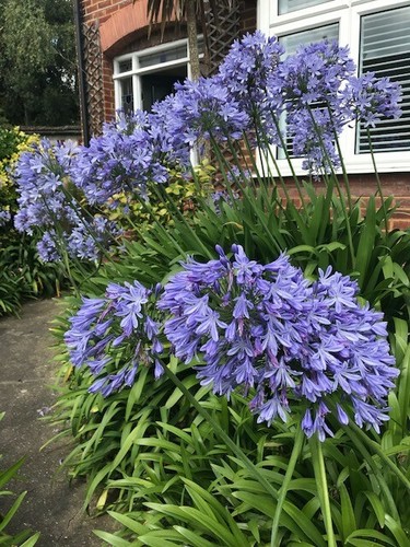 Agapanthus blue african lily - agapanthus,