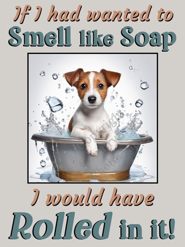 Jack russell terrier pet dog - jack,