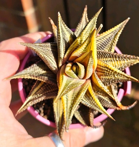 Haworthia limifolia variegated - haworthia,