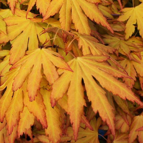 Acer palmatum orange - dream', |