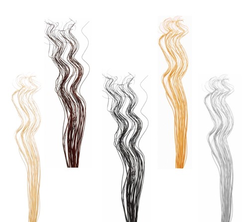 Spiral corkscrew curly willow - corkscrew,