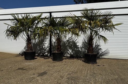 Grown palm trees - uk,