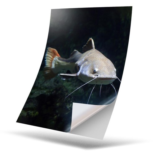 Vinyl sticker redtail - sticker,