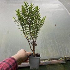 3 X Hebe evergreen small