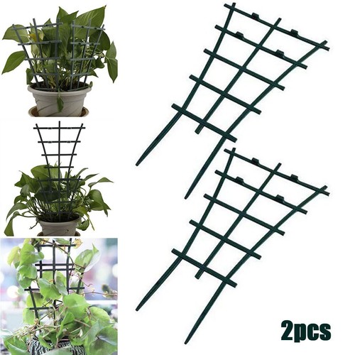 Garden plant climbing - *,