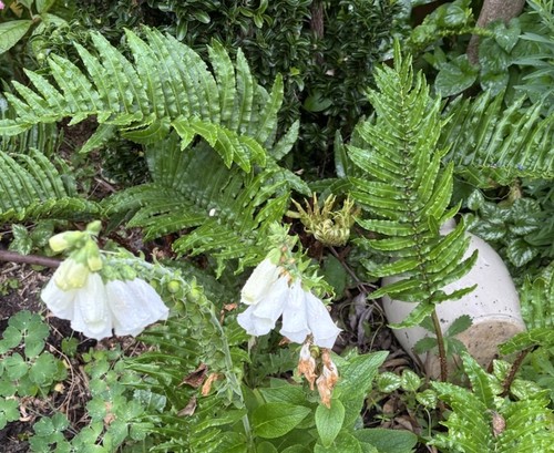 Blechnum chilensis