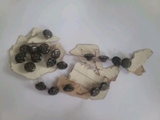 Antique Victorian Pressed Horn Buttons x19 – Floral Design