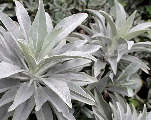 White sage 1500 - 1500, seeds