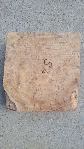 Timber scottish burr - burr, elm