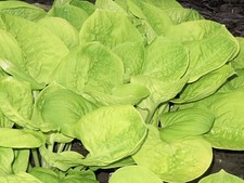 Hosta Eye Catcher  ( Pot Grown
