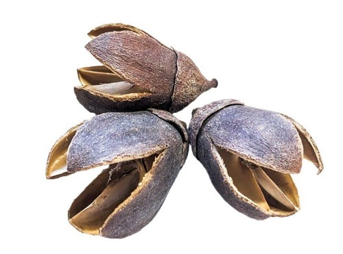 Bakuli pods natural botanical - pods,