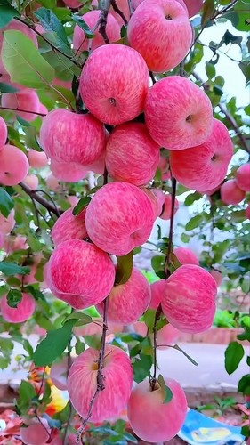 Japanese fuji apple super - japanese,