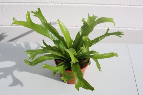 Asplenium nidus - 🌿,