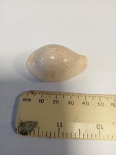 Cypraea Turdus Cowrie Sea