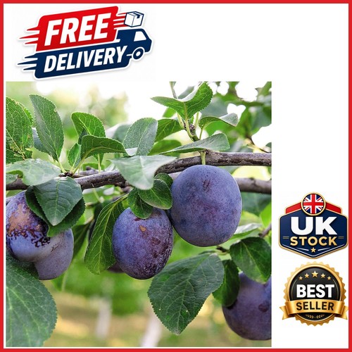 Prunus black amber mini - black,