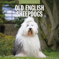 Old English Sheepdogs 2026 Square Wall Calendar