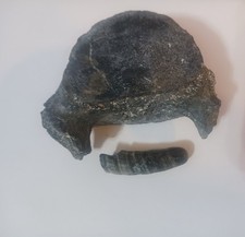 Megalodon Era Whale Tooth and