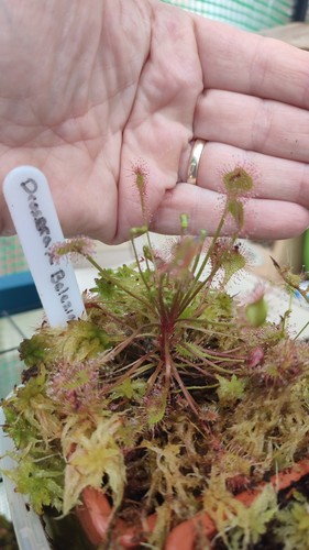 Drosera belezeana - drosera,
