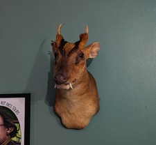 Taxidermy Muntjac, Skulls, Bones, Taxidermy, Animal Skulls, Gothic, Curio, Gift