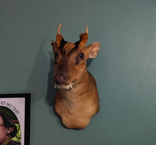 Taxidermy muntjac skulls - taxidermy,