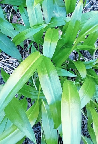 Pack wild garlic bulbs - garlic,