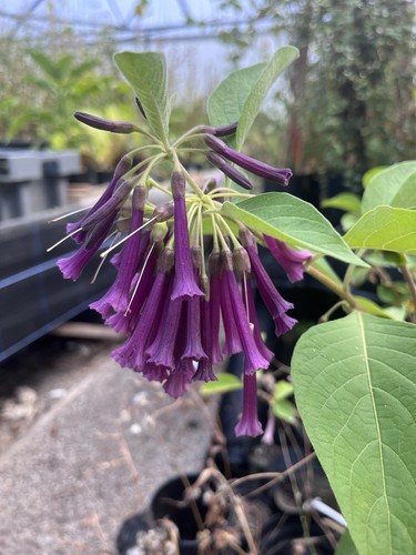 Iochroma cyaneum purple - iochroma,