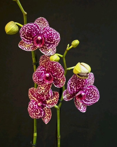 Phalaenopsis wild cat 2 - phalaenopsis, ‘wild
