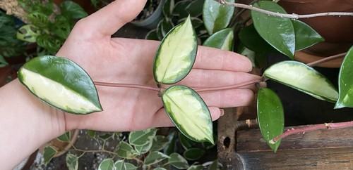Hoya carnosa tricolour - carnosa,