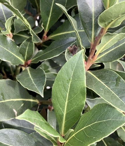 Laurus nobilis bay tree in - nobilis,