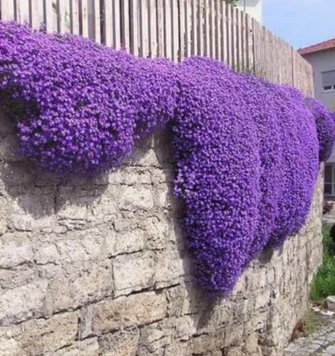Aubretia royal blue plug - blue, x