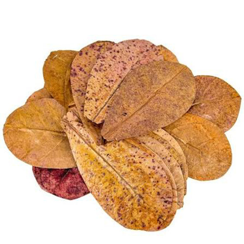 Premium organic almond catappa - premium,