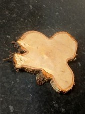 3x 8-9inch unique Wooden Birch