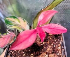 Hoya Carnosa Tri-colour Highly Variegated, New Pink Foliage Potted Plant