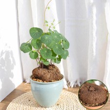 1PCS Cactus Live Plants
