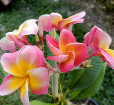 Frangipani Plumeria rubra - Hawaiian Palm Tree - VARIETY: Diana - 5 Seed -