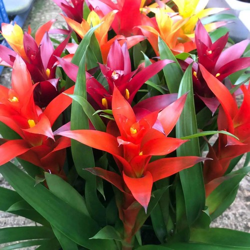 Bromeliad mixed colours - bromeliad, 'mixed
