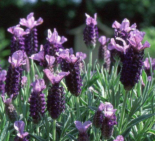 Lavender stoechas french - 6,