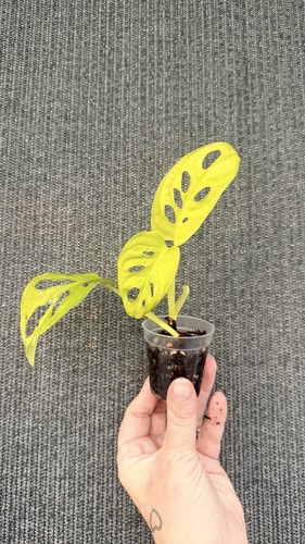 Rare monstera adansonii neon - monstera,